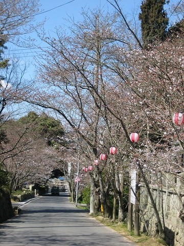 日本第一熊野神社 桜模様。