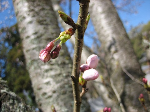 日本第一熊野神社 桜模様。