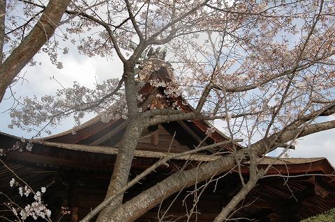熊野神社の桜・花見