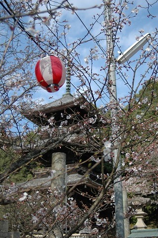 熊野神社の桜・花見
